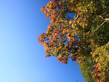 Nature, Sky, Autumn, Leaves, Wood, Tree HD wallpaper