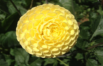 Yellow Dahlia, leaves, layers, petals, yellow, green, dahlia, nature, flowers HD wallpaper