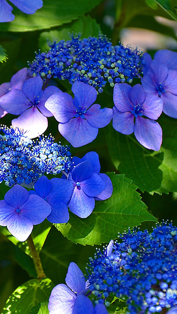 Earth hydrangea, Nature's artistry, Natural beauty, Serene landscapes HD phone wallpaper