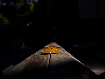 Autumn, Macro, Dark, Sheet, Leaf, Shadow HD wallpaper