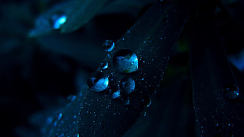 Grass, Drops, Dark, Shadow, Petal HD wallpaper