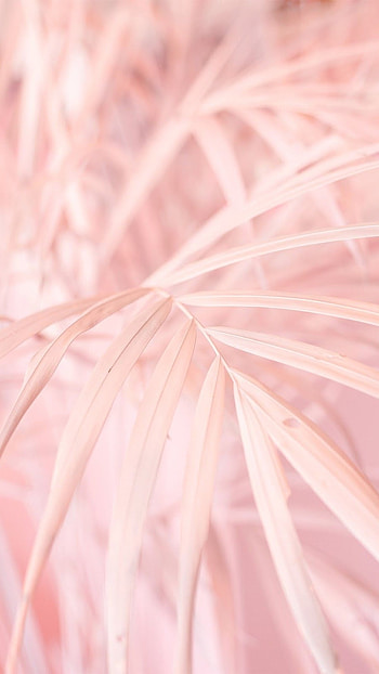 Light Pink, Pink Aesthetic, Pink HD phone wallpaper