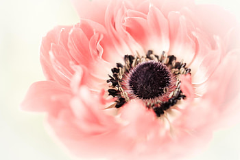 Flower, Macro, Petals, Bud, Poppy HD wallpaper