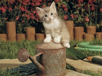 Kitten on sprinkler, sweet, kitten, garden, cat, sprinkler HD wallpaper