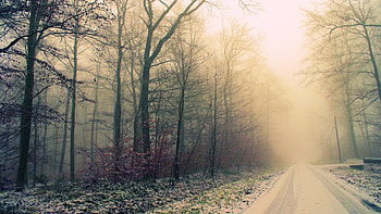 Foggy Weather, Road, Foggy, , Tree HD wallpaper