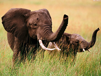 Animals, Elephants HD wallpaper