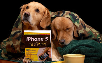 Cute dogs, dog, cute, puppy, book HD wallpaper