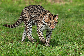 Animal hq ocelot, , Feline species, Breathtaking graphs HD wallpaper