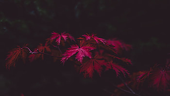 Red Fall Autumn Forest Leaves Dark Background Nature HD wallpaper