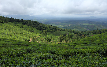 Tea State, cloudy, hills, tea, plantation, beautiful, rolling, green, valley, fields, trees, nature, mountains HD wallpaper