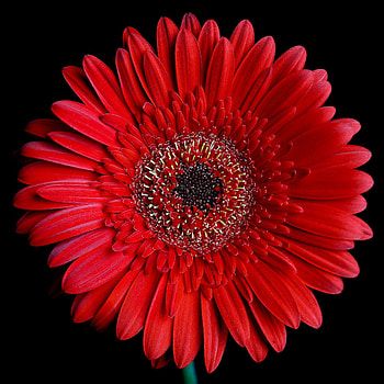 Super duper daisy, Red roses , Wonderful flowers, Floral extravaganza HD phone wallpaper