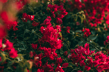 Flowers, Pink, Flower, Saturated, Geranium, Blooms HD wallpaper