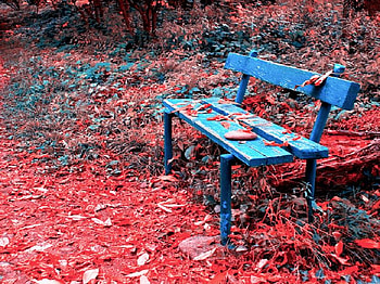 blue and red, blue, chair, leaves, red, nice HD wallpaper
