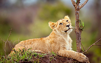 Animals, Grass, Young, Lie, To Lie Down, Branch, Lion, Joey, Lion Cub HD wallpaper