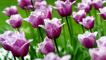 Plants, Flowers HD wallpaper