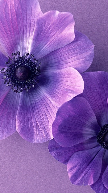 Purple Flowers, Flowers Petals HD phone wallpaper