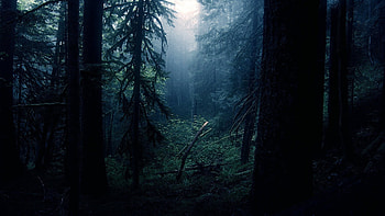 Nature, , Forest, Cloud, Dark, Fog, Tree HD wallpaper
