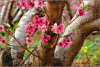 Tree hugger, pink, flowers, spring, tree HD wallpaper