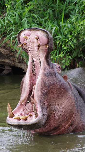 Hippopotamus, Magnificent animals, African wildlife, Incredible graphs HD phone wallpaper