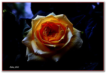 A Rose for The Panther, rose, nature, flowers, editing HD wallpaper