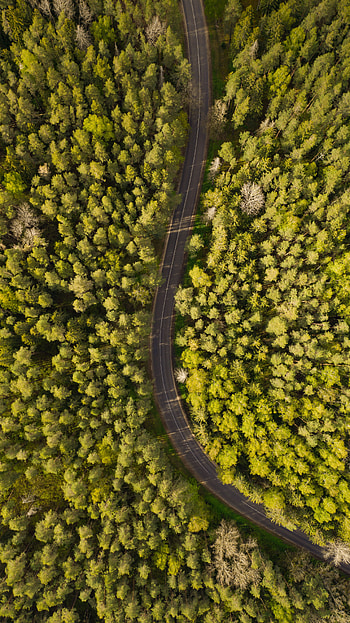 Nature, Trees, View From Above, Road, Forest, Winding, Sinuous HD phone wallpaper