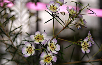 Flowers, white, beautiful, nature HD wallpaper