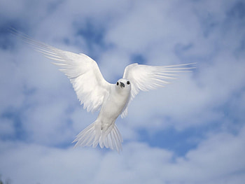 Animals, Sky, Clouds, Bird, Flight, Wave, Sweep HD wallpaper