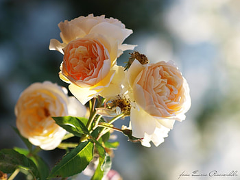 Plants, Flowers, Roses HD wallpaper