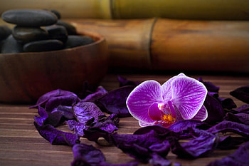 Spa, purple, violet, flower, flowers, spas HD wallpaper