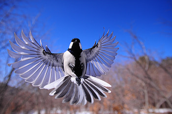 Bird Flapping Wings, flying, flapping, birds, wings HD wallpaper