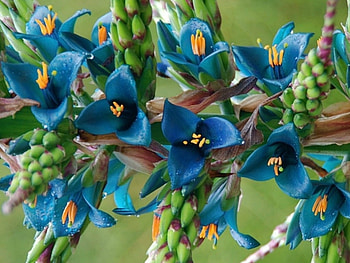 PRETTY BLUE FLOWERS, PRETTY, FLOWERS, , BLUE HD wallpaper
