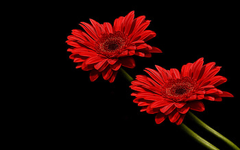 Gerbera, nature, red, flower HD wallpaper
