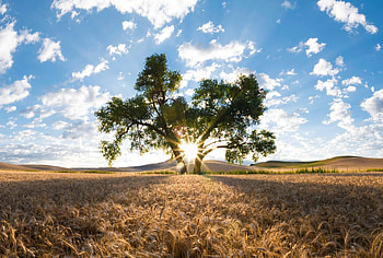 Oak Tree, Palouse fields, Oak tree, Beautiful scenery HD wallpaper