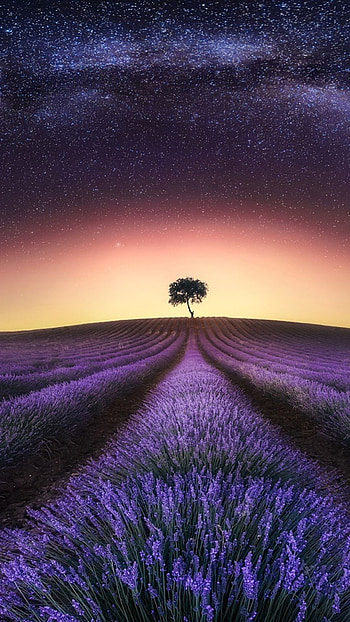 76 lavender , Nature , nature , Field beauty HD phone wallpaper