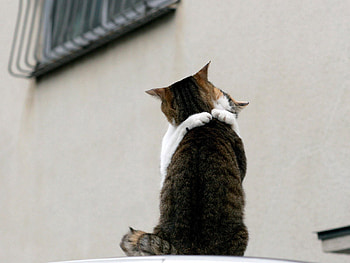Animals, Cat, Couple, Pair, Roof, Embrace HD wallpaper