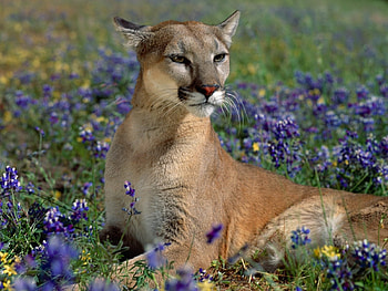 Animals, Puma HD wallpaper