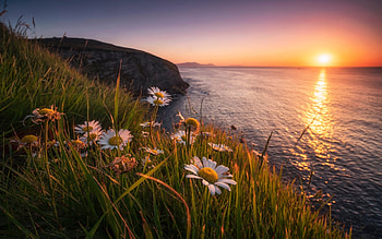Coast, sea, meadow, grass, daisies, sunset HD wallpaper