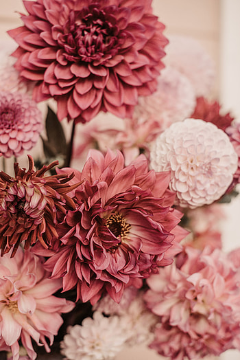Flowers, Pink, Bouquet, Dahlias HD phone wallpaper