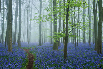 Forest, nature, tree, flower HD wallpaper