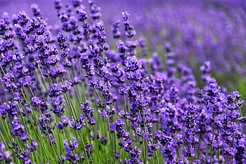 Lavender, Flowers, Violet, Flower, Bloom, Flowering, Purple HD wallpaper