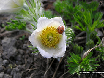 Pulsatilla with Ladybug, art , ladybug, flower, pulsatilla, nice HD wallpaper