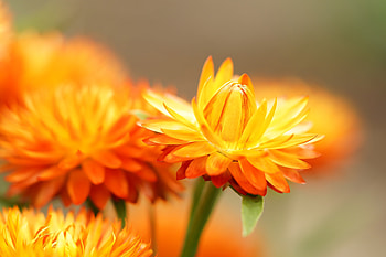 Spring flowers, Flowers, Orange, Plant, Garden HD wallpaper