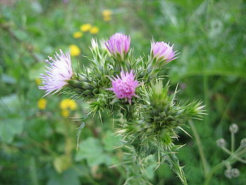 Scotch Thistle, prickly, thorny, purple flower, wild, thistle HD wallpaper