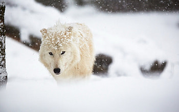 Arctic Wolf, animal, winter, wolf, snow HD wallpaper