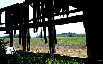 Looking Out, barn, old, rural, field, farm, , washingtonton HD wallpaper