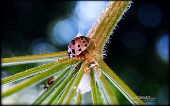 │Ladybug│, graphy, ladybug, , spring, summer, bugs, animals, nature, , macro HD wallpaper