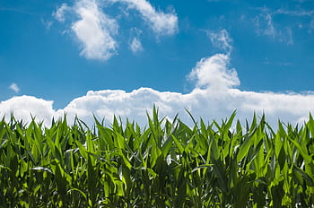 Lush green cornfield glowing under bright blue skies and fluffy white clouds. HD wallpaper