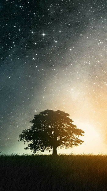 Stars and tree, spectacle, Celestial wonder, delight HD phone wallpaper