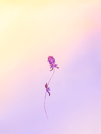 Flower, Plant, Minimalism, Herbarium HD phone wallpaper