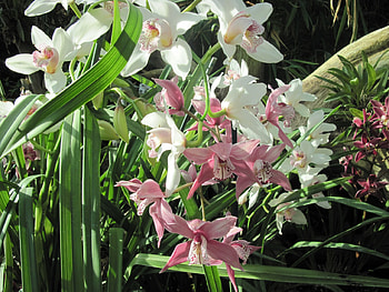 Scents of Spring 28 Orchids, pink, white, graphy, green, Flowers, garden, Orchids HD wallpaper